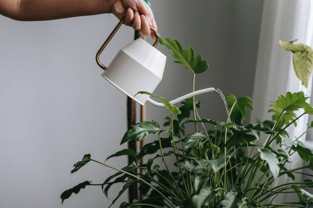 Pessoa regando planta em vaso com regador