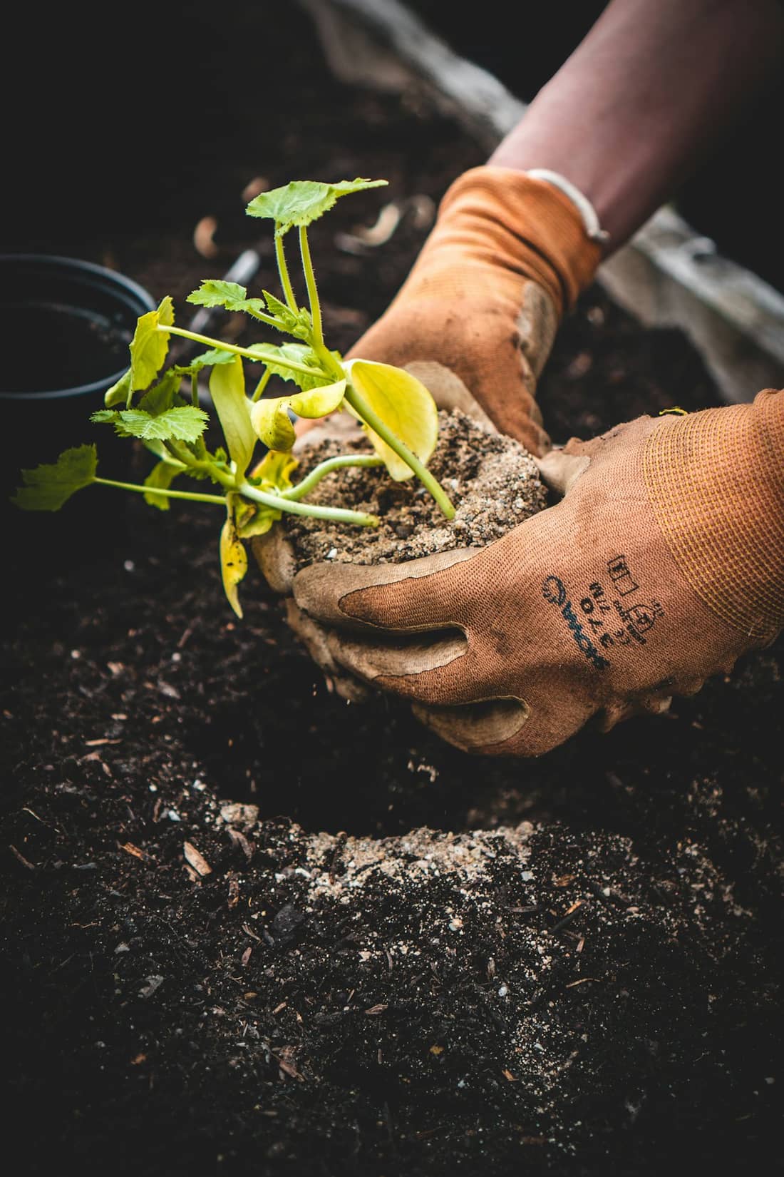 Mãos com luvas plantando mudas em solo preparado